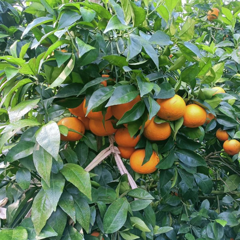 沃柑