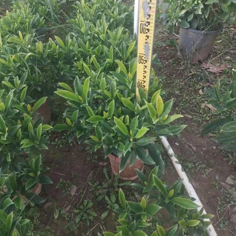 产地广东280非洲茉莉，基地直销