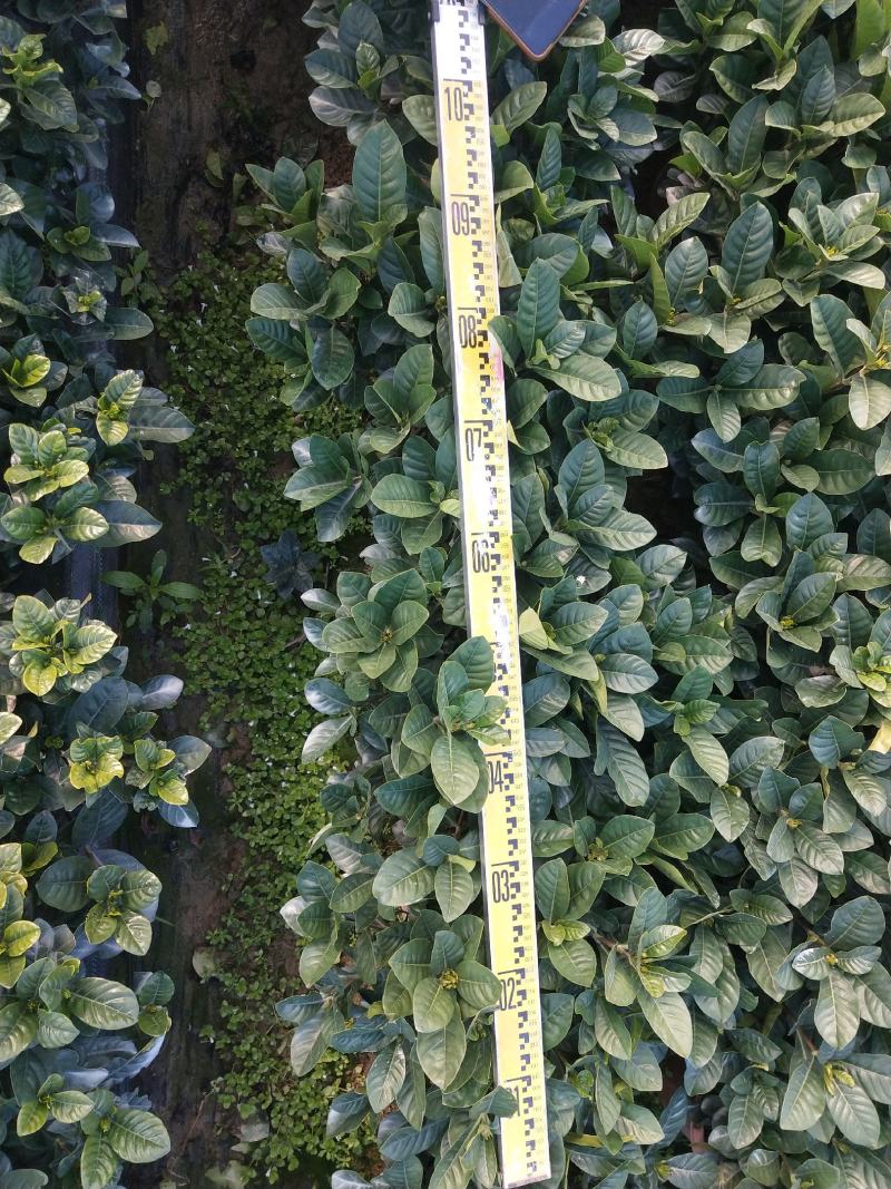 产地广东栀子花，叶片绿，开花淡淡清香，基地现货直销