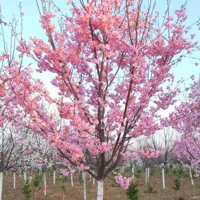 全国发货樱花出售早樱晚樱染井吉野樱阳光樱关山
