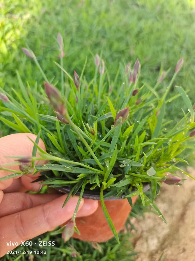欧石竹叶片翠绿花色鲜艳一年开花能有300天