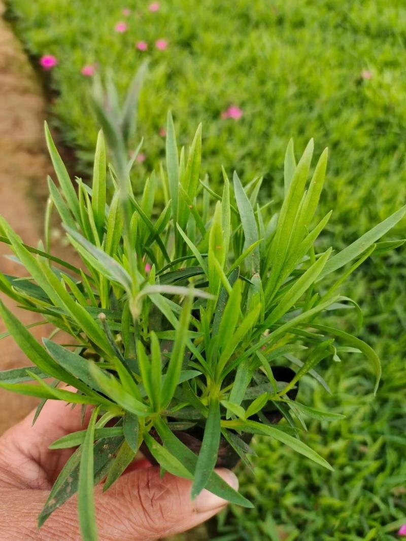 欧石竹叶片翠绿花色鲜艳一年开花能有300天