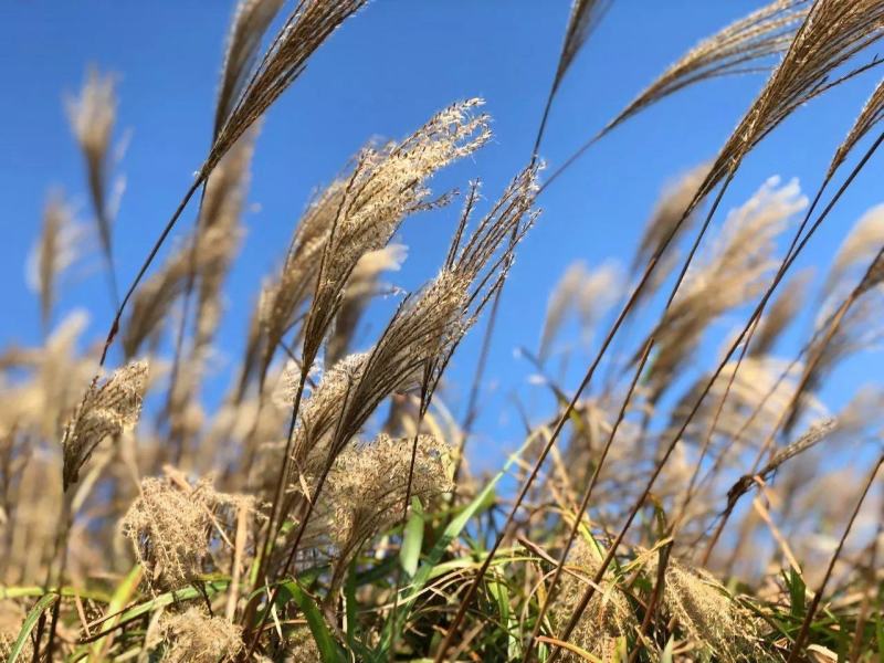 芒草种子野芒草四季种南北方种植野芒草植物易种草籽新籽