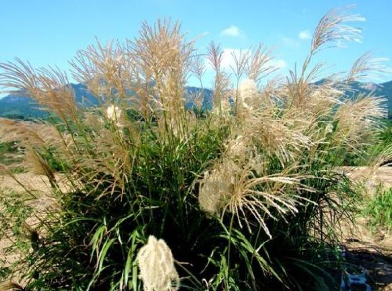 芒草种子野芒草四季种南北方种植野芒草植物易种草籽新籽