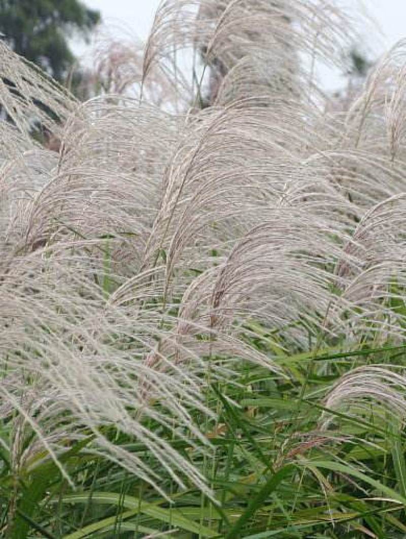 芒草种子野芒草四季种南北方种植野芒草植物易种草籽新籽