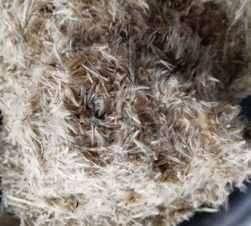 芒草种子野芒草四季种南北方种植野芒草植物易种草籽新籽