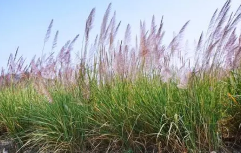 芒草种子野芒草四季种南北方种植野芒草植物易种草籽新籽