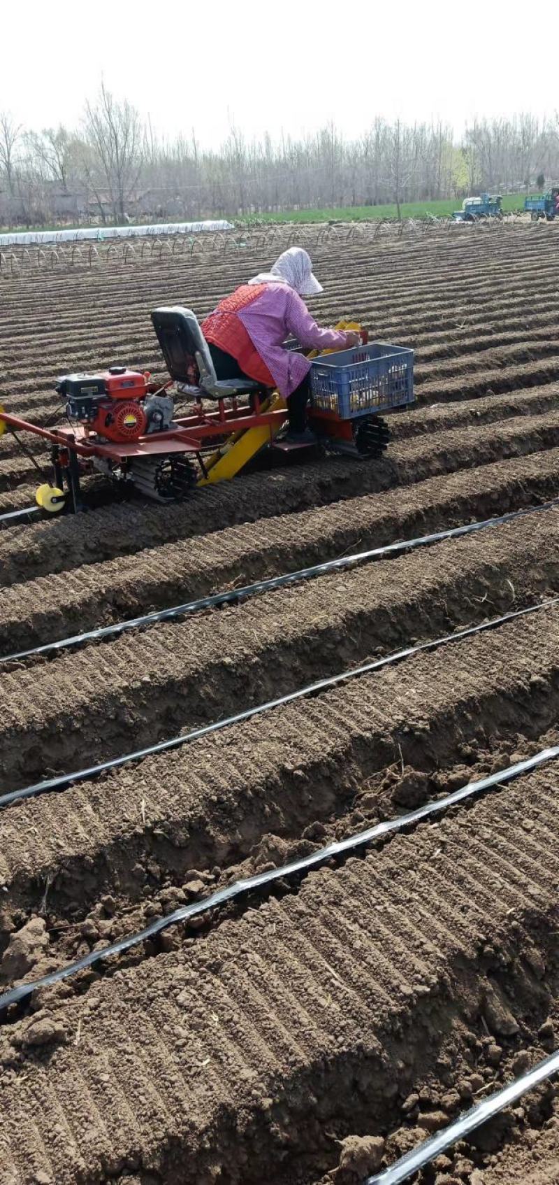 生姜播种机大姜播种机种姜机大姜播种覆土铺滴灌带一体机