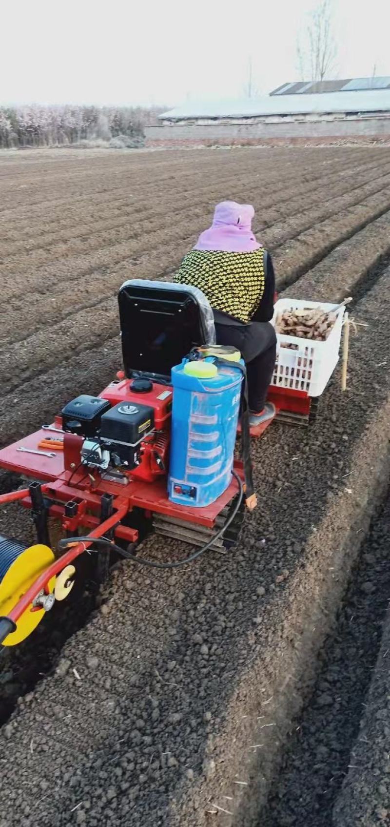 生姜播种机大姜播种机种姜机大姜播种覆土铺滴灌带一体机
