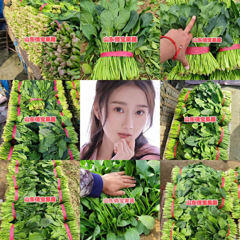 精选25-30公分️大叶菠菜️山东淄博高青️三万亩直销地