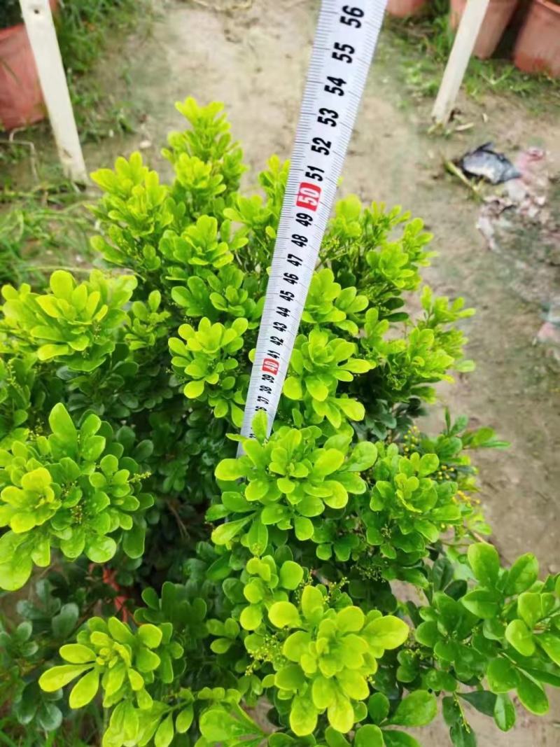 产地广东米兰，基地直销