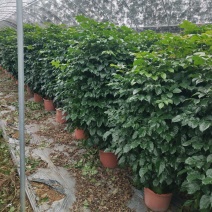 产地广东绿宝，幸福树，基地现货直销