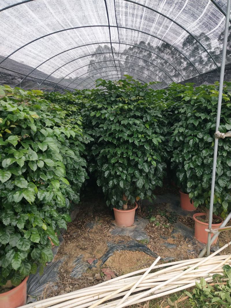 产地广东绿宝，幸福树，基地现货直销