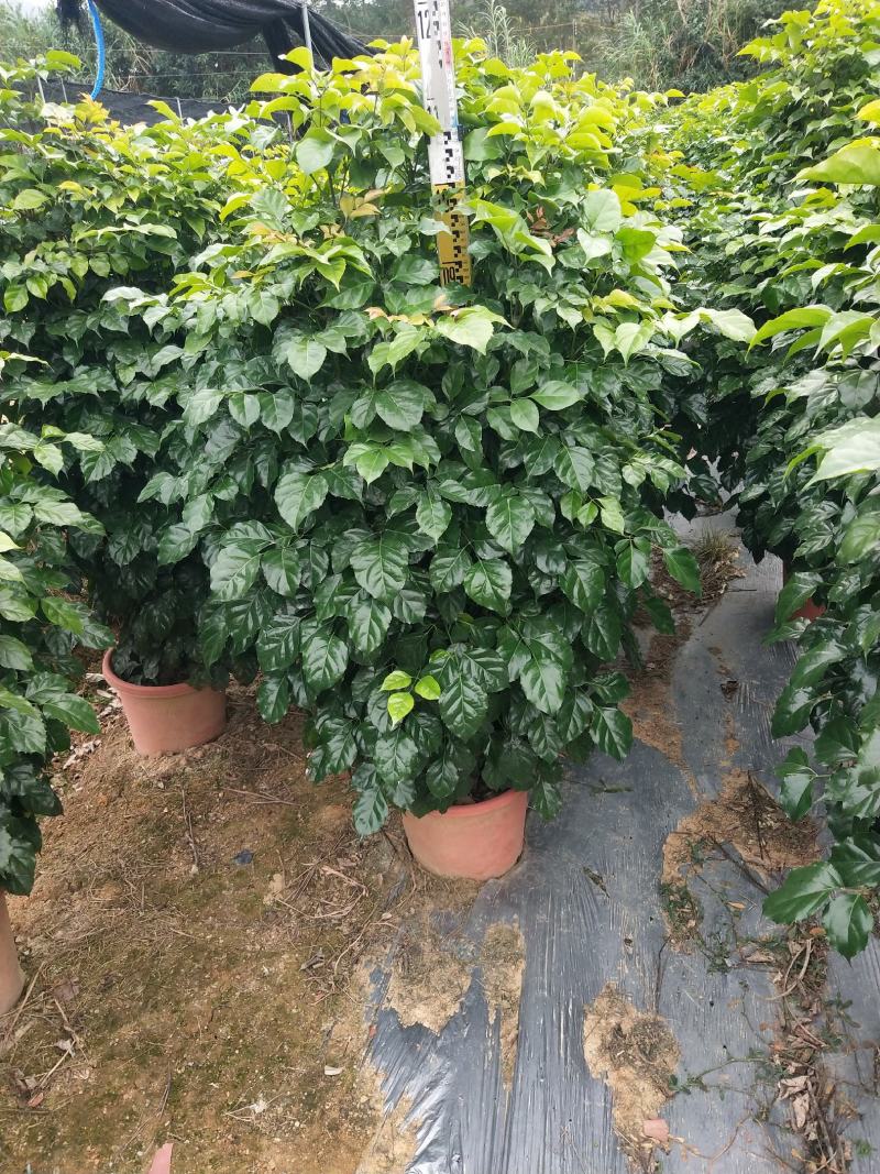 产地广东绿宝，幸福树，基地现货直销