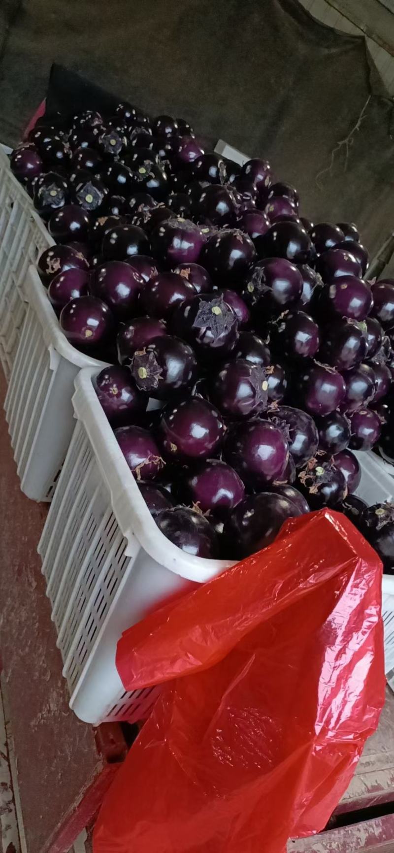 精品圆茄茄子圆茄子大量上市中产地直发欢迎