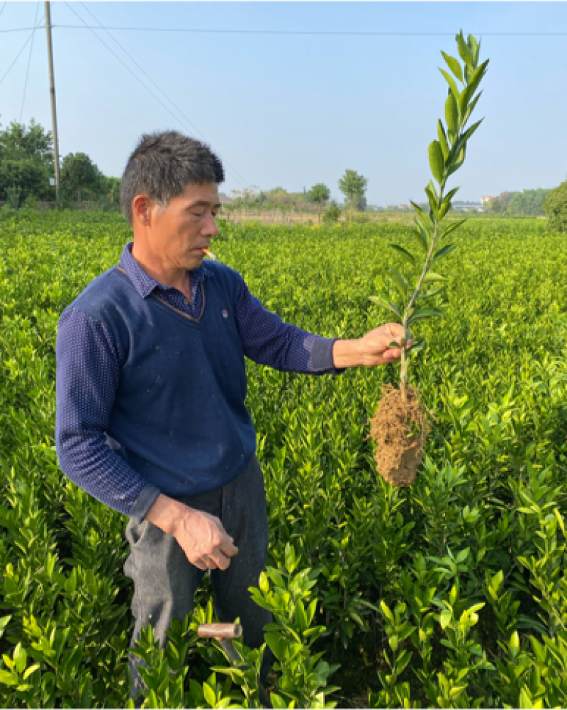 日南一号特早熟蜜桔果苗日南一号橘子树苗桔苗湖南果苗基地