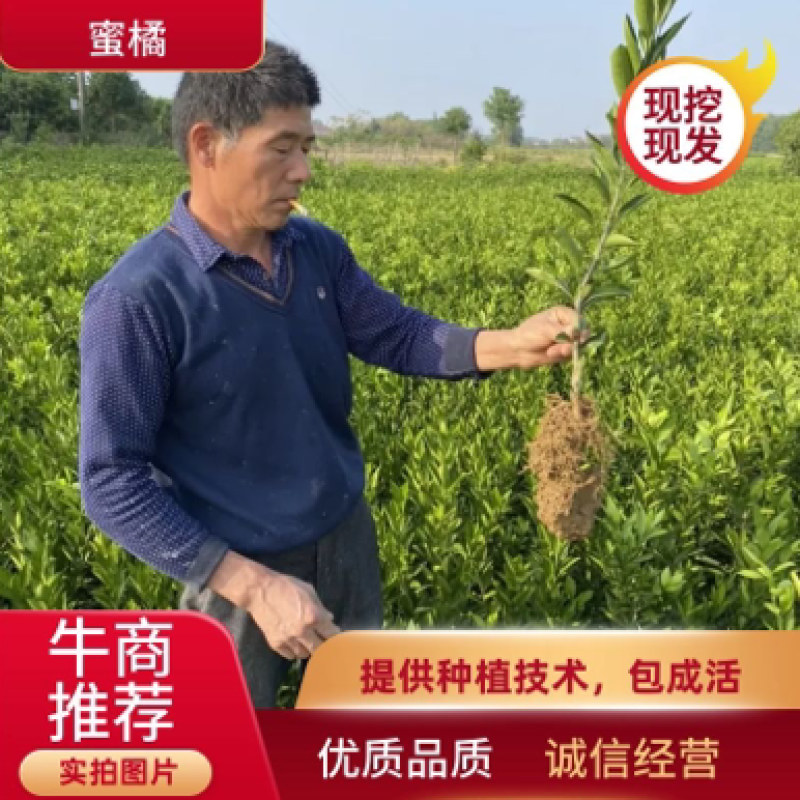 日南一号特早熟蜜桔果苗日南一号橘子树苗桔苗湖南果苗基地