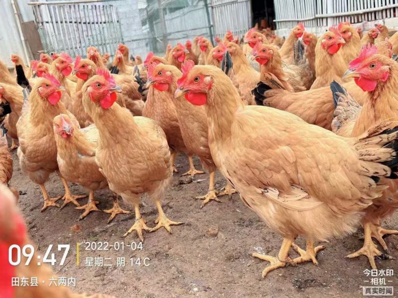 假土均重4斤，鸡在田东