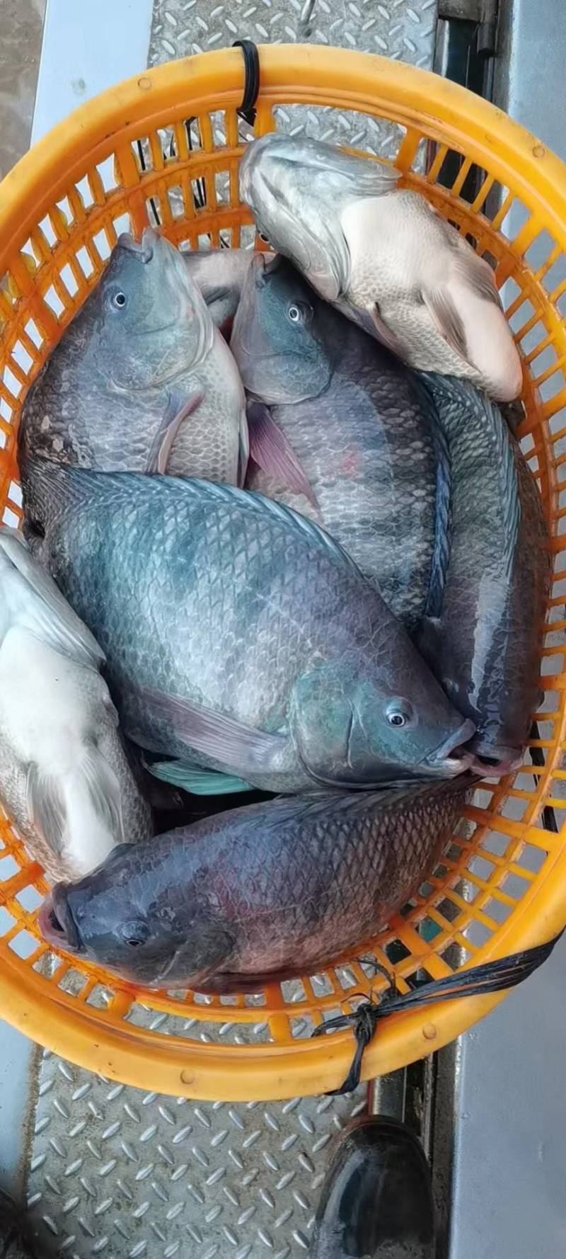 罗非鱼，优质罗非鱼，广东罗非鱼批发可视频看货