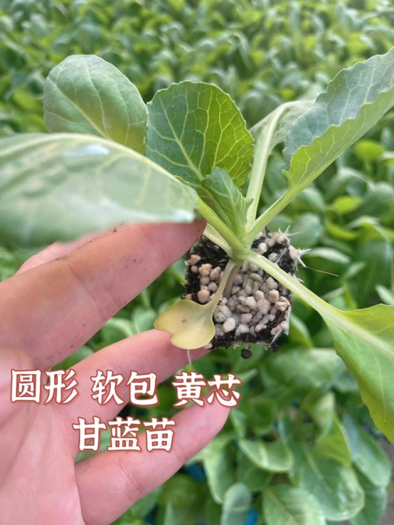 甘蓝苗包菜苗耐寒甘蓝苗越冬甘蓝苗绿霸冬绿春早