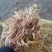 稻草扎锻小方包出口标准，质量好水分安全。