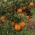 四川塔罗科血橙产地批发一手货源专业代办代收新鲜水果孕妇应