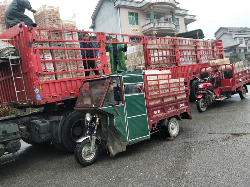 纽荷尔脐橙装车中，欢迎采购商过来发财！