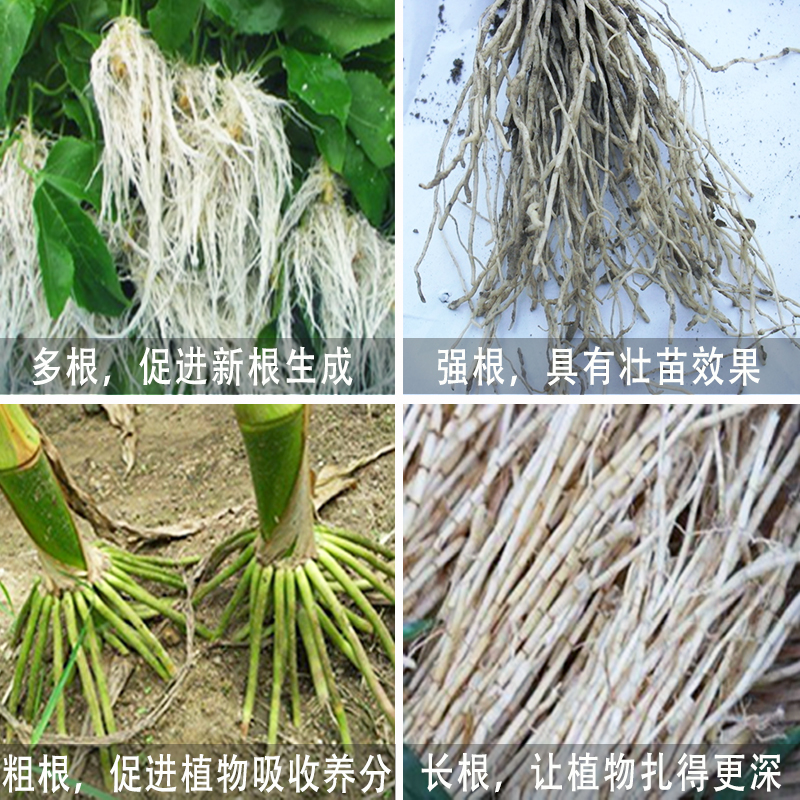 生根粉移栽生根扦插快速生根原粉生根多肉壮苗发根剂