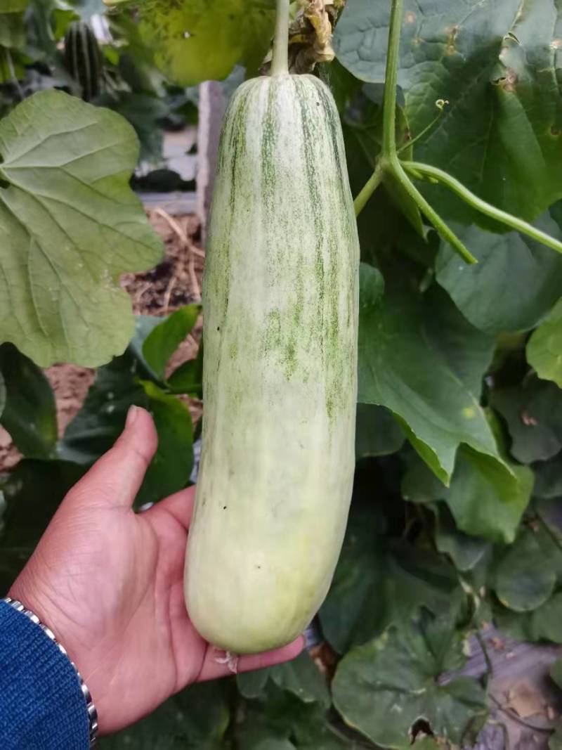 山东聊城莘县香瓜甜瓜博洋六一博洋九号大量上市