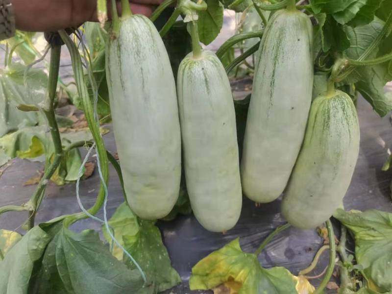 山东聊城莘县香瓜甜瓜博洋六一博洋九号大量上市