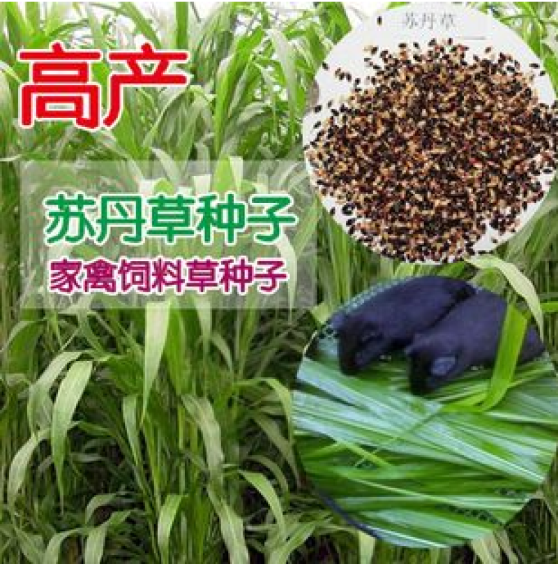 苏丹草种子高丹草种子牧草鸡鸭鹅牛羊猪鱼牧草种籽青储