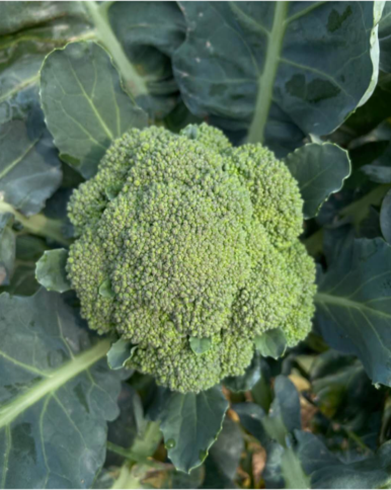 西兰花种子，产量高，米粒小，花球好看颜色绿