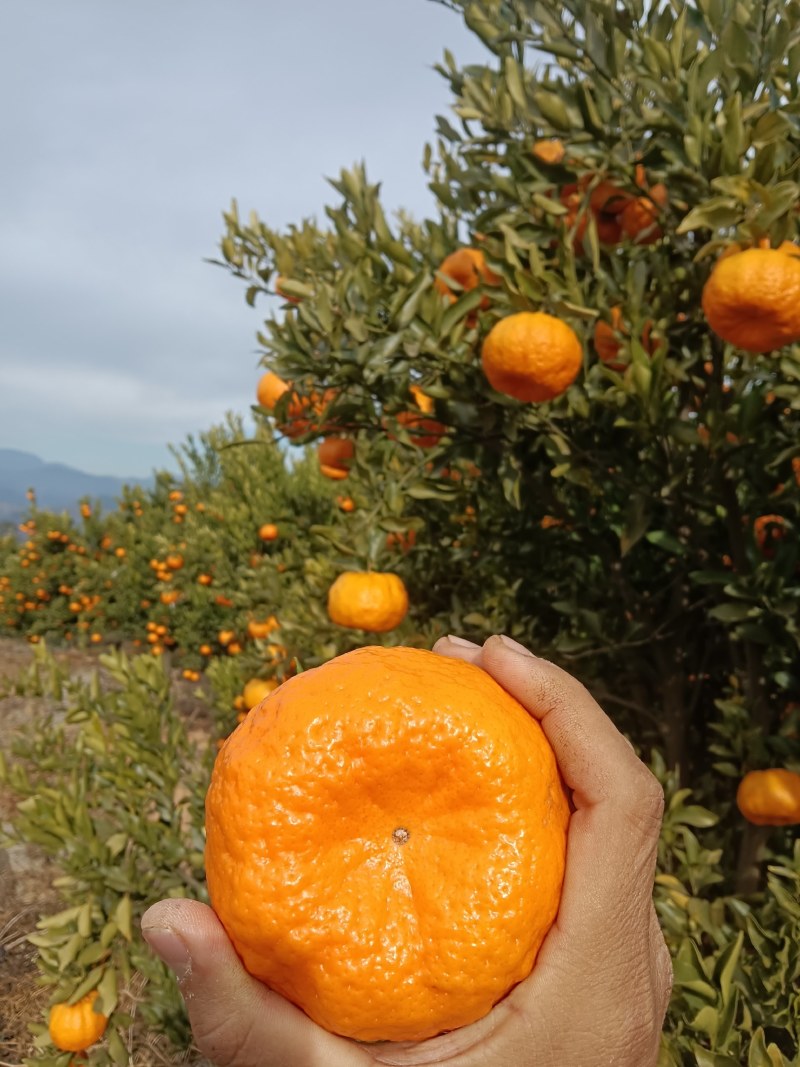 火红椪柑宾椪年货椪柑晚芦柑椪柑橘基地主供超市