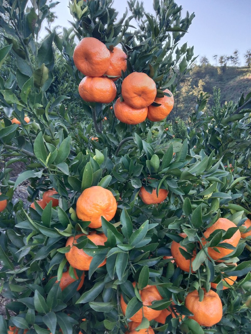火红椪柑宾椪年货椪柑晚芦柑椪柑橘基地主供超市