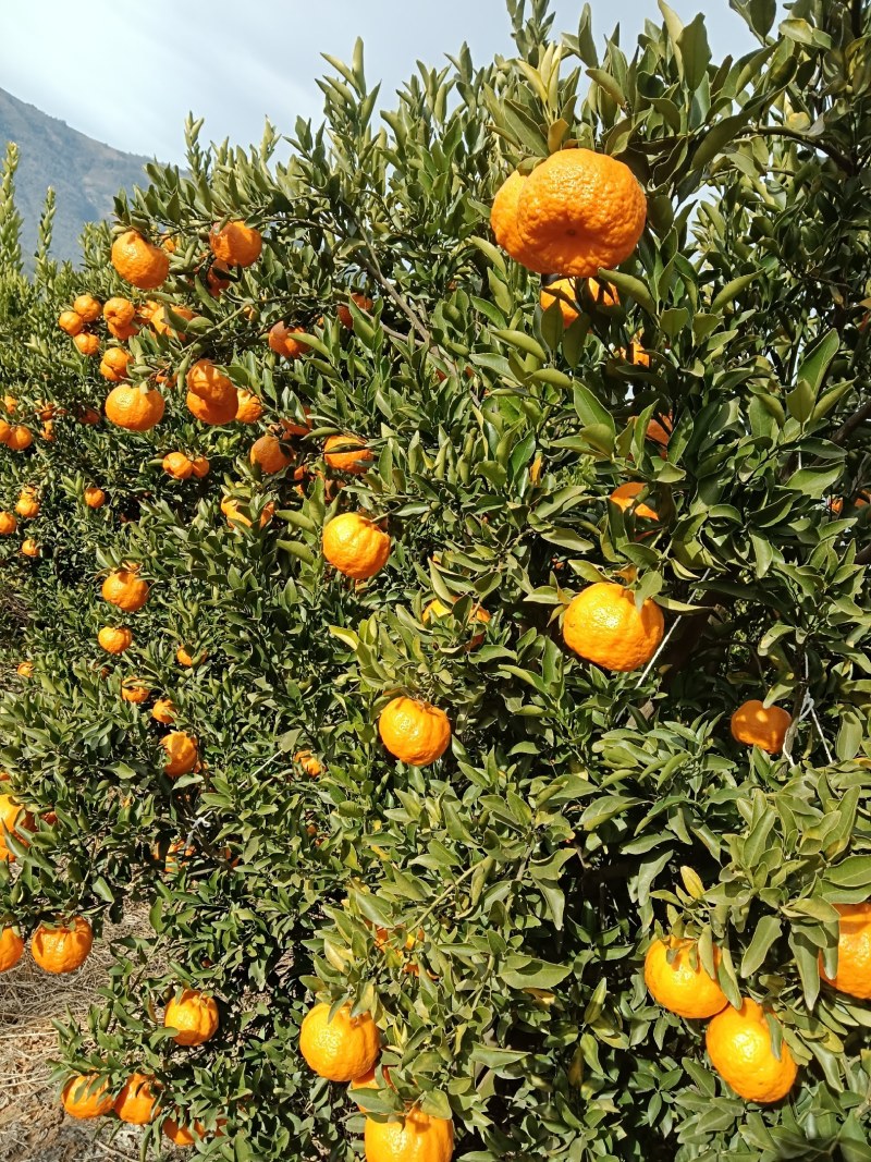 火红椪柑宾椪年货椪柑晚芦柑椪柑橘基地主供超市