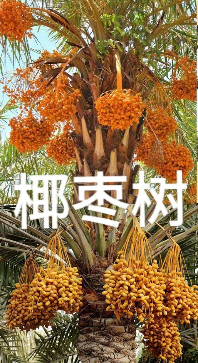 黑椰枣黄椰枣干果零食干椰枣休闲零食椰枣5斤包邮