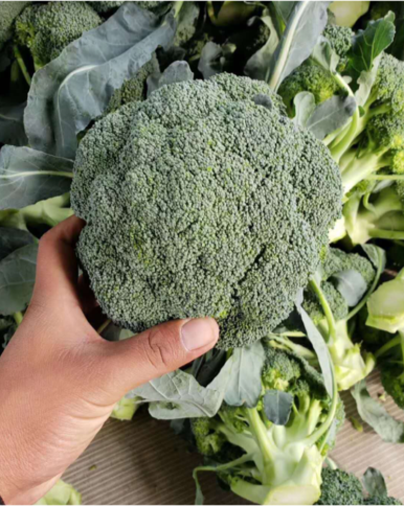 西兰花种子，产量高，米粒小，花球好看颜色绿
