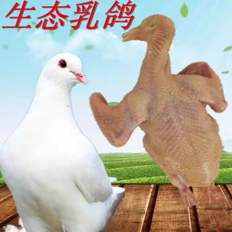 精品白条鸽自家喂养现杀现发常年供应