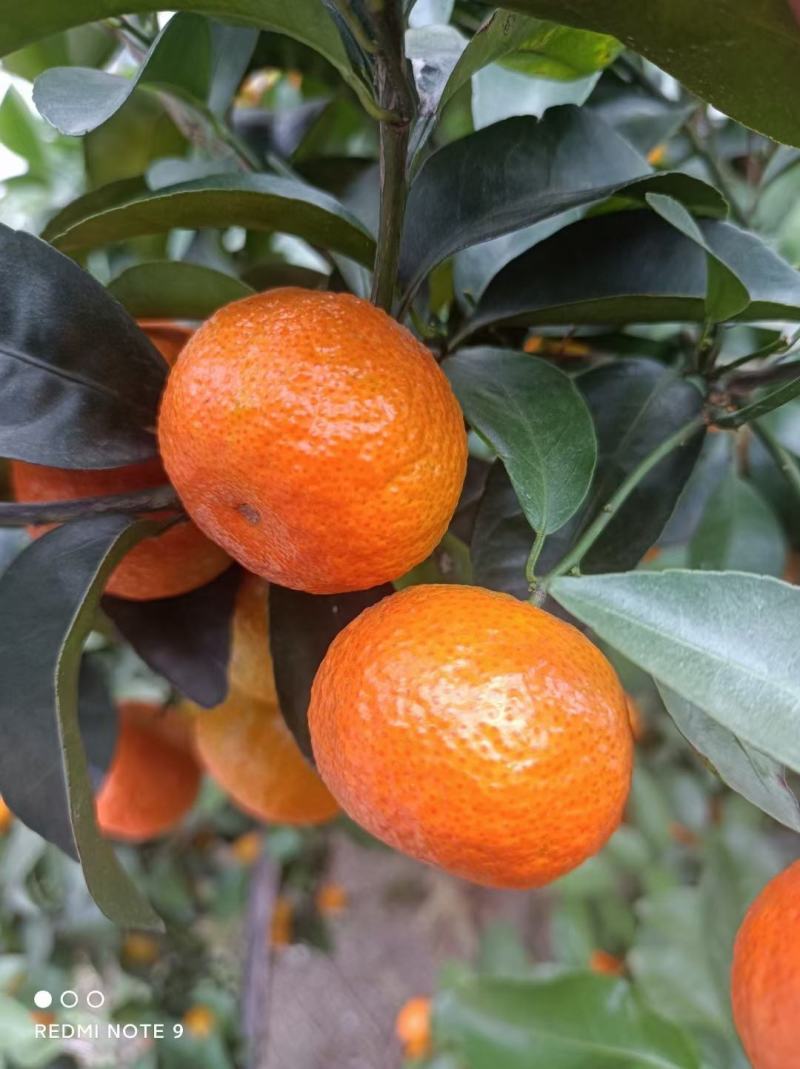 砂糖橘小叶桔产地果园直供口感纯甜薄皮多汁化渣果园鲜果直采