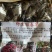 500克回春草一盒300克纯野生大量批发干货