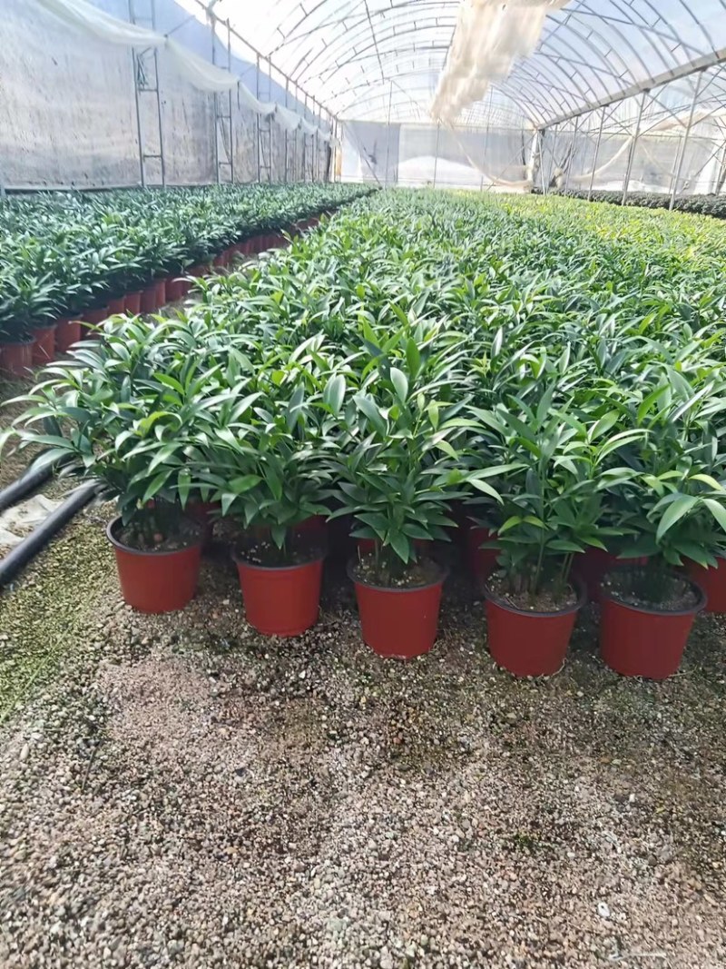 竹柏精品盆栽小盆组盆多棵组产地直发批发小盆竹柏