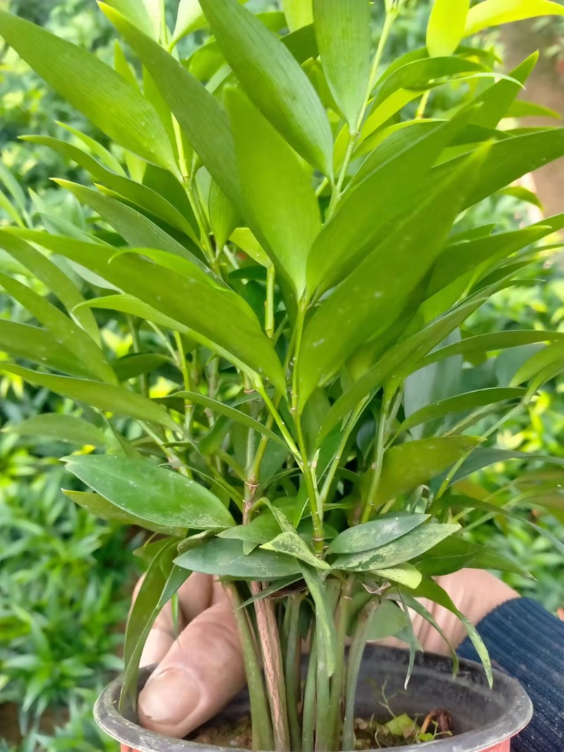 竹柏精品盆栽小盆组盆多棵组产地直发批发小盆竹柏