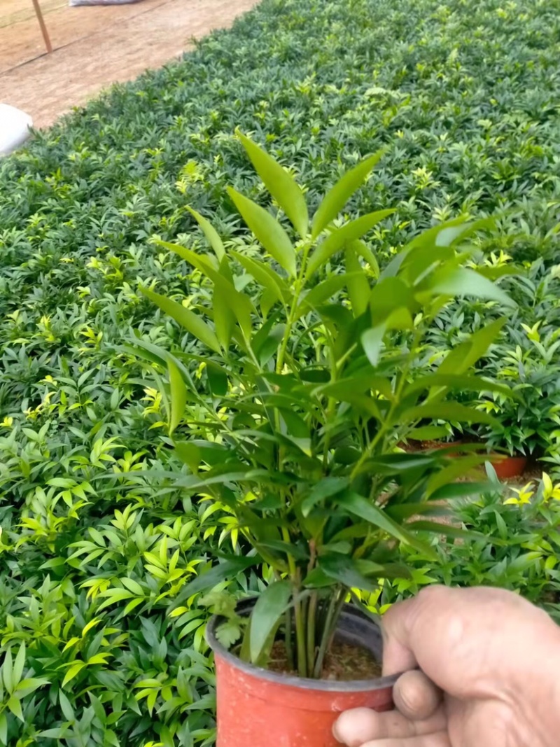 竹柏精品盆栽小盆组盆多棵组产地直发批发小盆竹柏