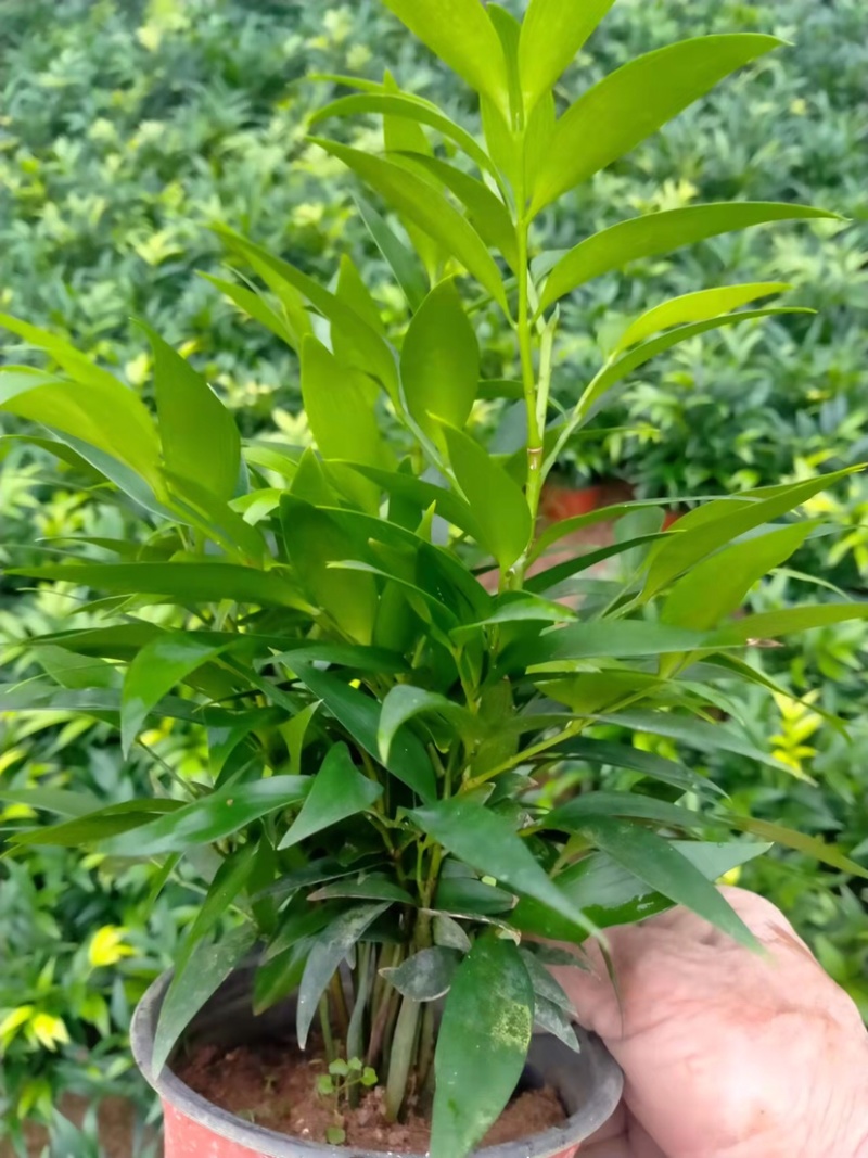 竹柏精品盆栽小盆组盆多棵组产地直发批发小盆竹柏