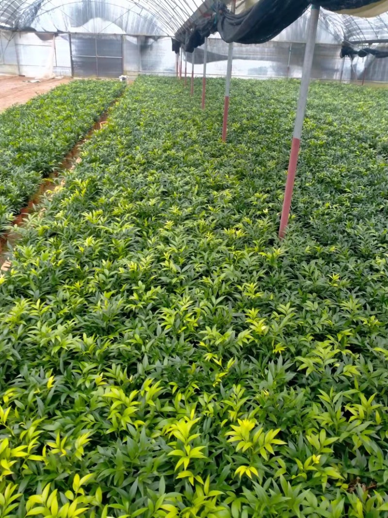 竹柏精品盆栽小盆组盆多棵组产地直发批发小盆竹柏