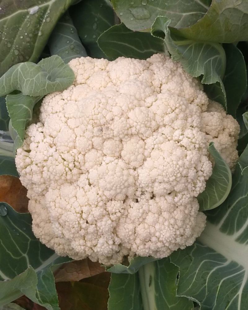 有机花菜