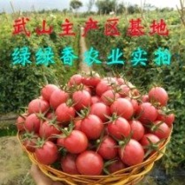 海南陵水圣女果千禧小番茄小西红柿基地产地直供