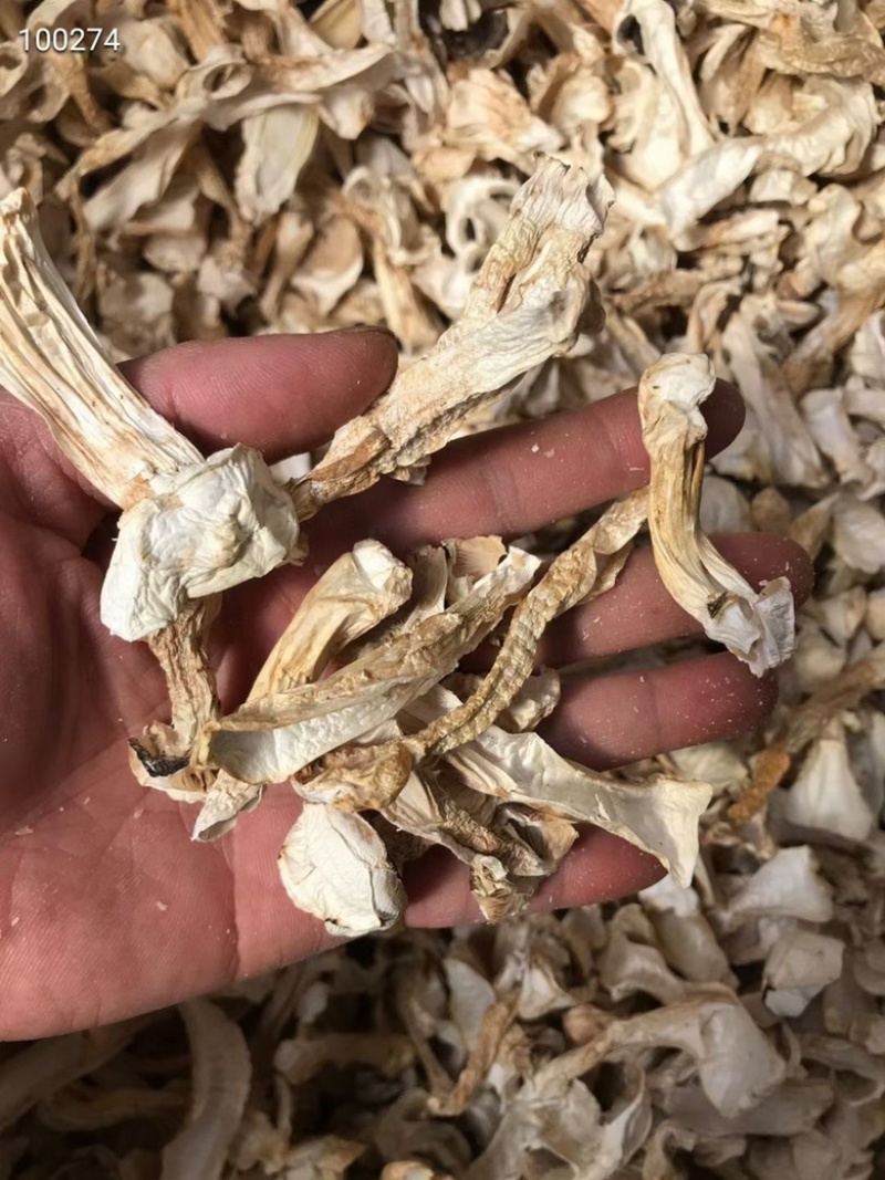 云南香格里拉野生松茸干片味香煲汤佳选250克松茸干