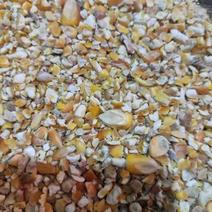 养殖场专用碎玉米碎玉米瓣玉米下脚料养殖碎玉米