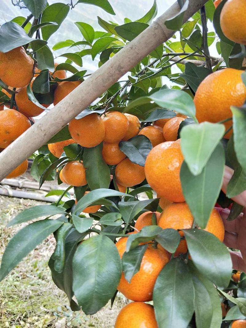 沙糖桔